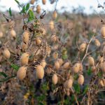 Cultivar garbanzos en la luna