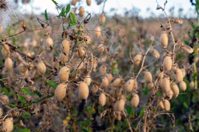 Cultivar garbanzos en la luna