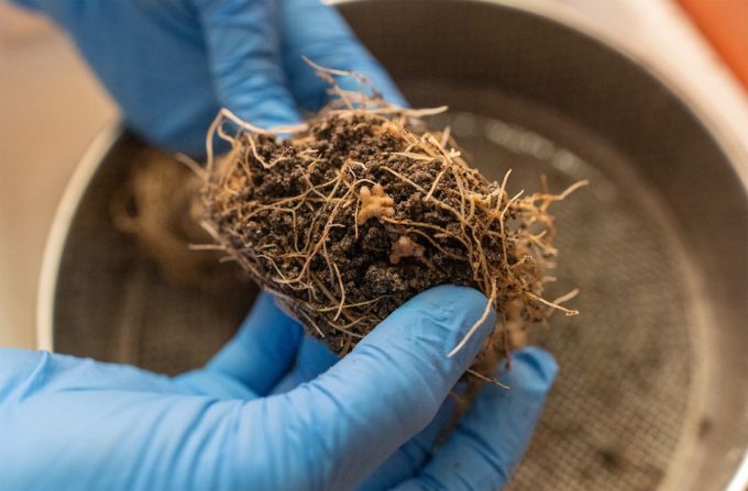 Mejorar el suelo lunar para cultivar alimentos