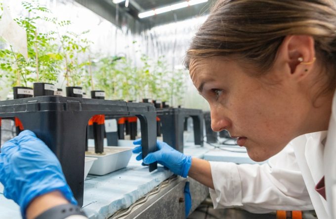 Cultivar alimentos en suelo lunar