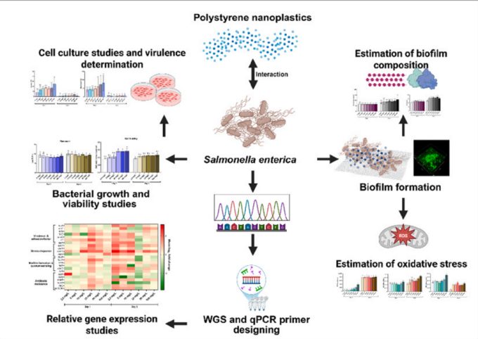 Como afectan los microplásticos y nanoplásticos a los microorganism os patógenos