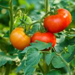 Manipulación genetica de los alimentos