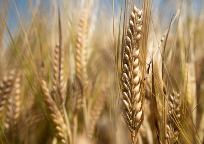 Trigo guerrero, trigo antiguo con una genetica superior