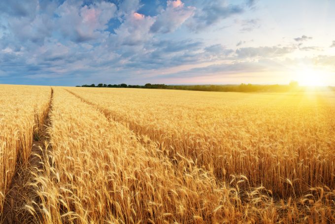 Cambiar los actuales cultivos de trigo por variedades más resistentes