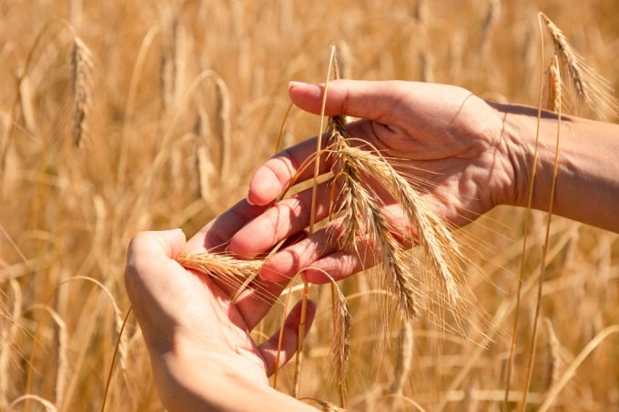 Coste económico por los fallos en seguridad alimentaria