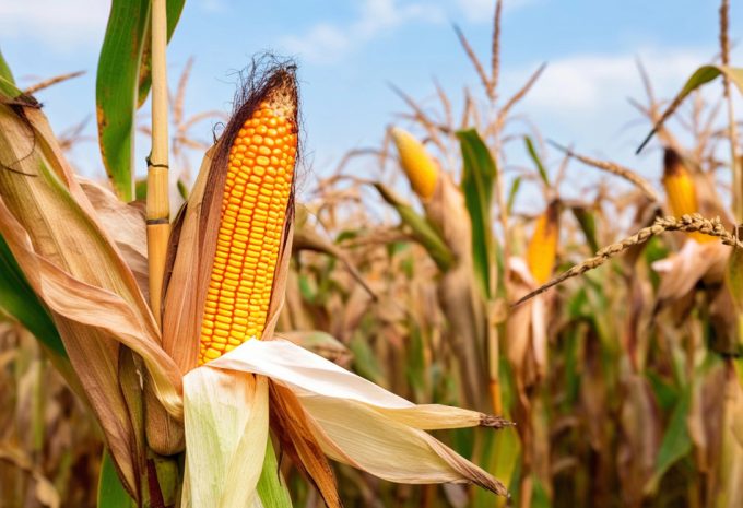 Dioxinas y PCB en los alimentos, contaminantes persistentes en la cadena alimentaria