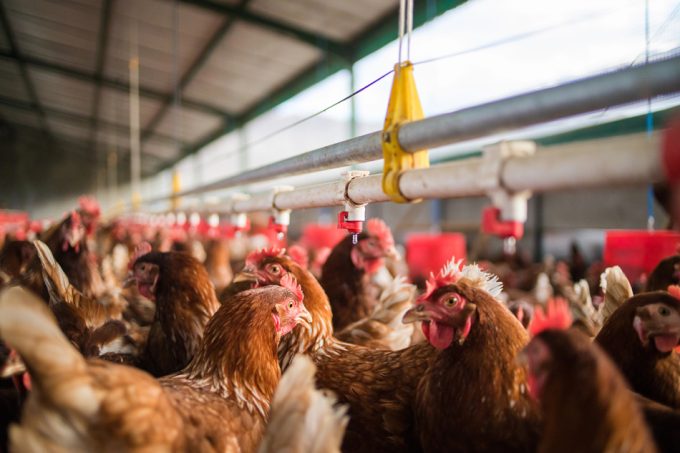 Resistencia a los antibióticos en animales de granja