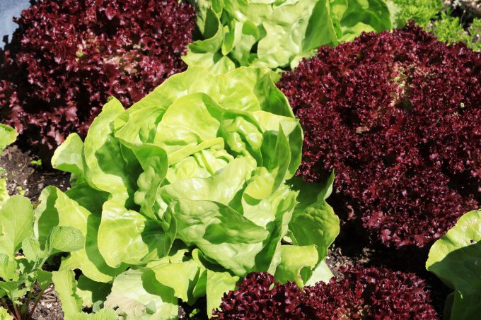 Lechuga