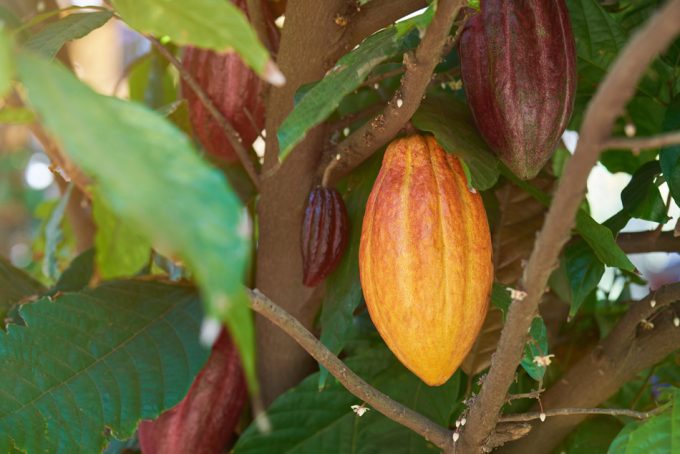 Producir nuevas variedades de cacao a escala industrial