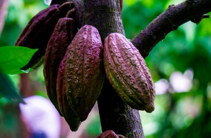 Mejora genética del cacao
