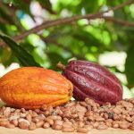 Nuevas variedades de cacao