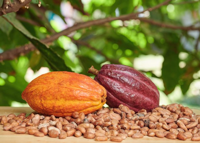 Nuevas variedades de cacao