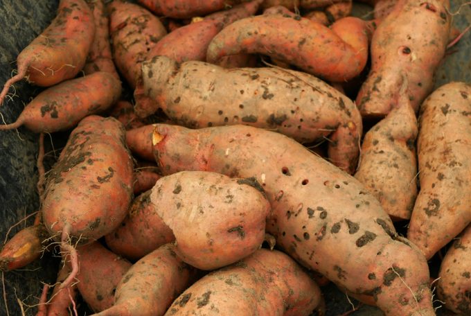 Aprovechar las batatas que no son aptas comercialmente
