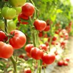 Cuál es el nivel seguro de exposición al TFA presente en los alimentos y el agua