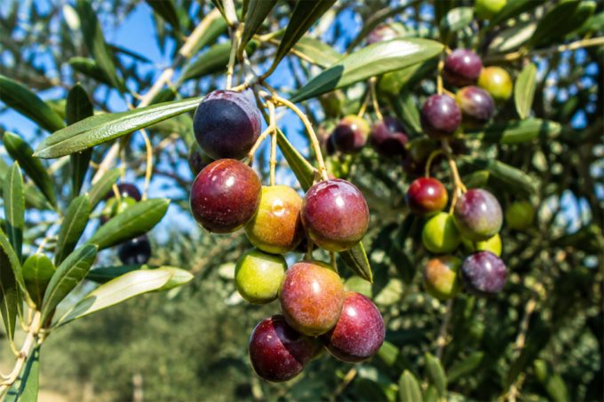Aceitunas producidas entre los parques naturales de la Sierra de Espadán y la Sierra Calderona.