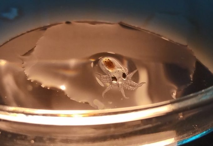 Ciclo reproductivo del pulpo en la acuicultura