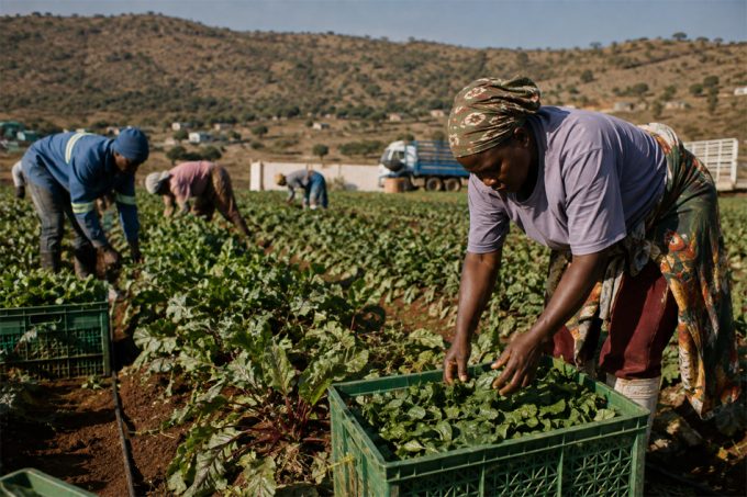 Producción de alimentos en África