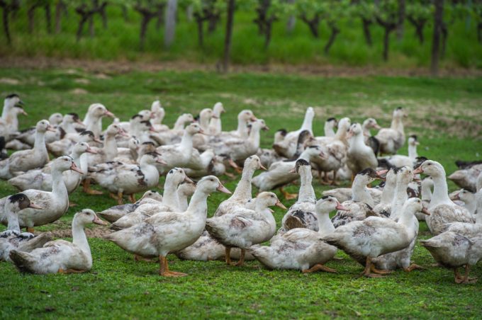 Producir foie gras sostenible