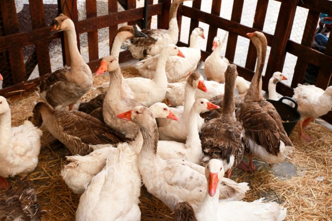 Producción tradicional de foie gras