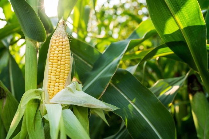 Cultivos modificados genéticamente en Estados Unidos