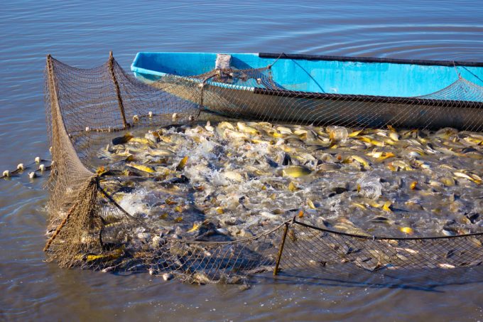 Especies marinas de valor comercial convertidas en harina y aceite