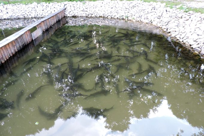 Cambiar la alimentación de los peces de acuicultura