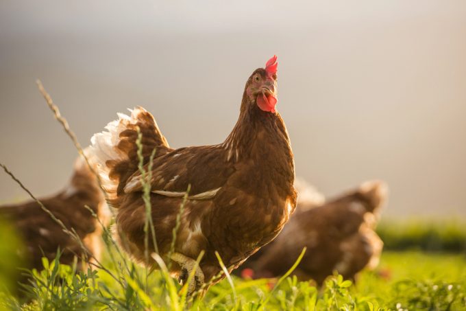 No existe una definición universal de agricultura regenerativa