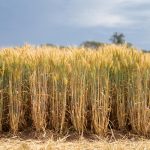 Qué es la agricultura regenerativa