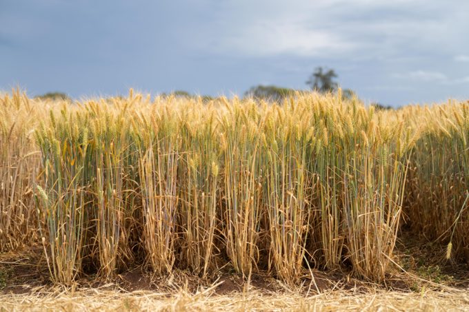 Qué es la agricultura regenerativa