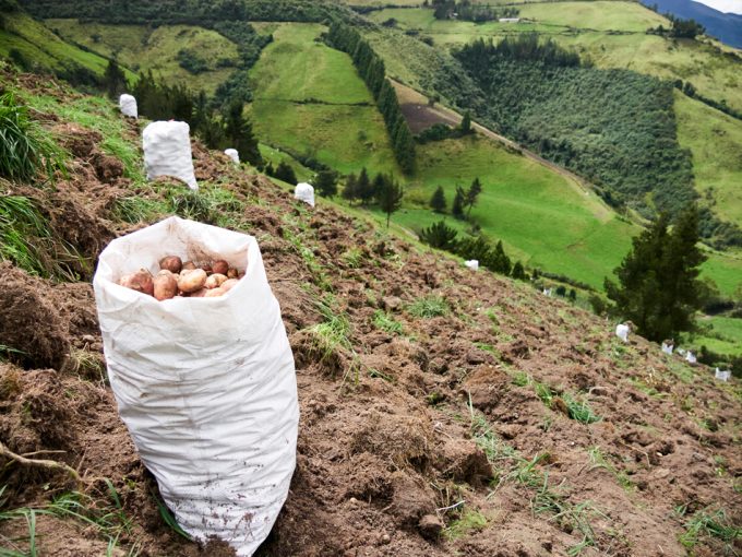 Las condiciones de agricultura regenerativa cambian según el terreno