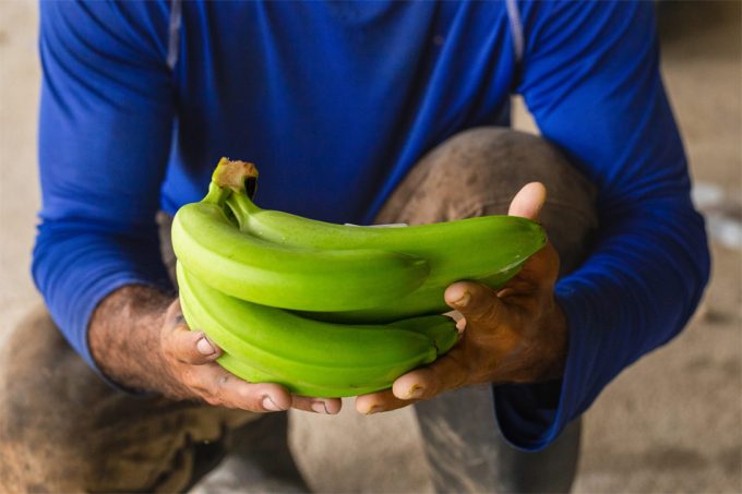 Producción de bananas de Tropic