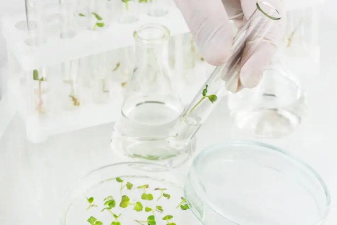 Producción de alimentos vegetales a partir del cultivo celular
