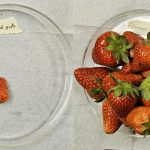 tela 3D para el cultivo de las fresas