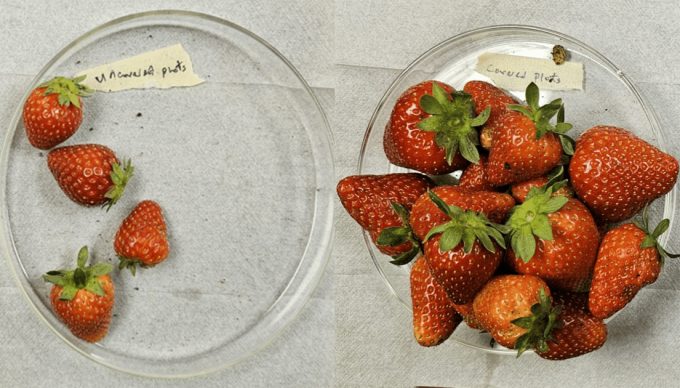 tela 3D para el cultivo de las fresas