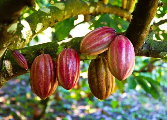 Manteca de cacao tradicional