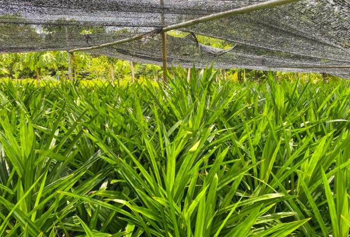 Plantación de pandan
