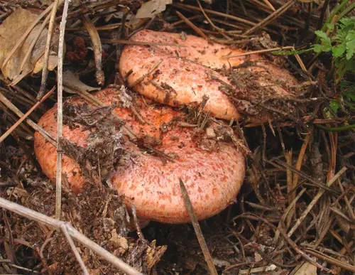 CSIC setas liofilizadas