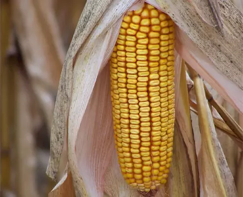 Legislación contaminación genética
