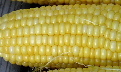 Alimentos transgénicos en España