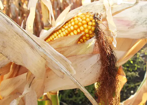 Regulación convivencia alimentos ecológicos y transgénicos