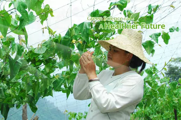 Producción de edulcorantes naturales